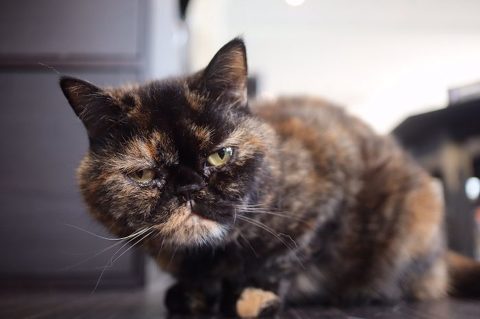 チロルくん 猫ベッド 猫カフェ&ギャラリーGATO