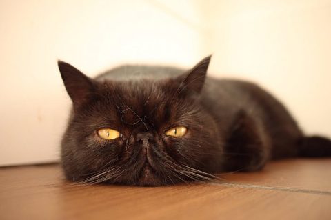 チロルくん 猫ベッド 猫カフェ&ギャラリーGATO