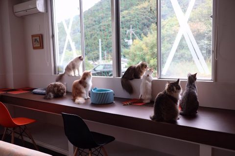 チロルくん 猫ベッド 猫カフェ&ギャラリーGATO