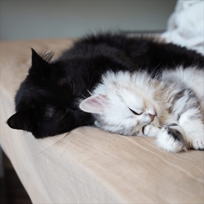 ゴマちゃん漫画