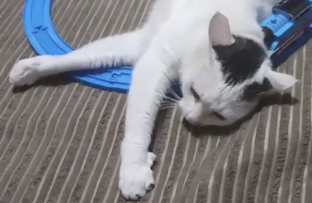 ぶつかるトーマスと猫アップ