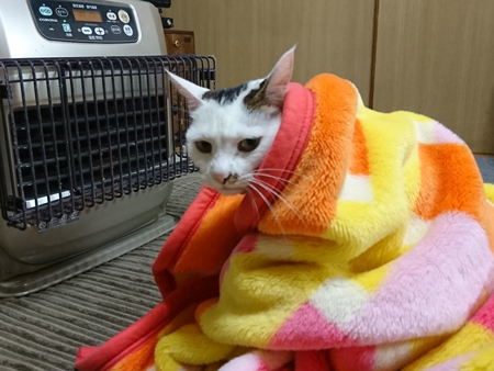 毛布にくるまれている猫ちゃん