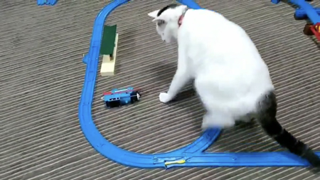 プラレールと距離をとる次の日の猫ちゃん