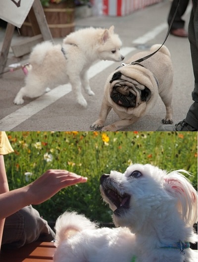 犬のお散歩メッセージワッペン