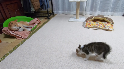 ケンカを売るトワくん