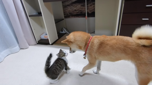 トワくんを追い詰めるヤトちゃん字幕なし