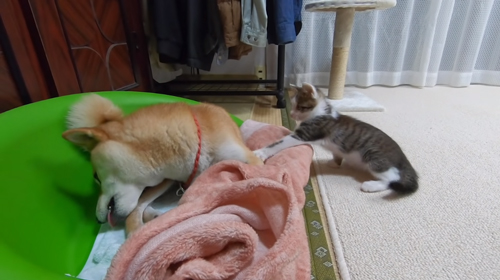 控えめにちょっかいを出すトワくん