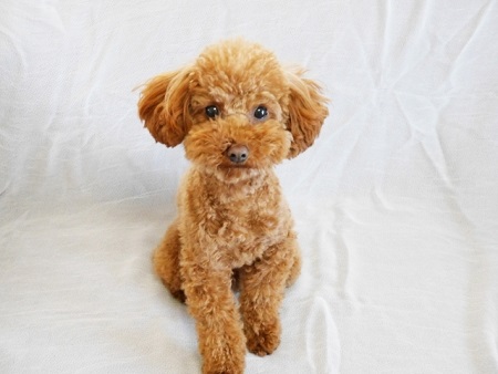 人気のペットランキング