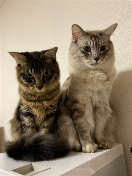 人気のペットランキング