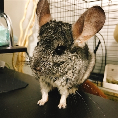 人気のペットランキング