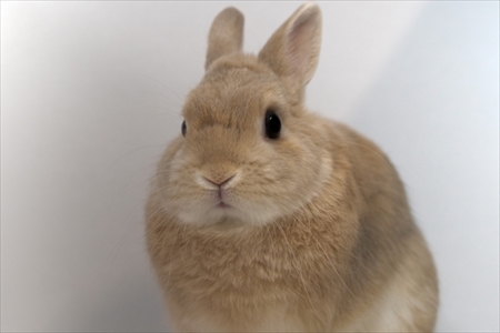 人気のペットランキング