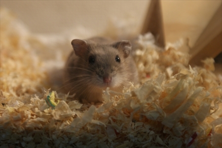 人気のペットランキング