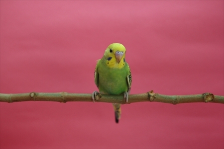 人気のペットランキング