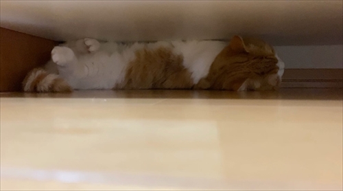 茶太郎きなこの短足日記