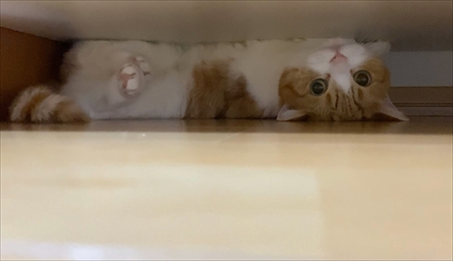 茶太郎きなこの短足日記