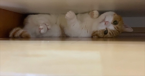 茶太郎きなこの短足日記