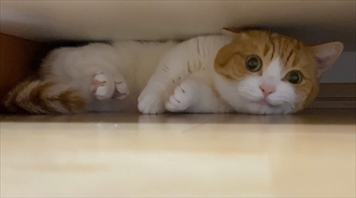 茶太郎きなこの短足日記