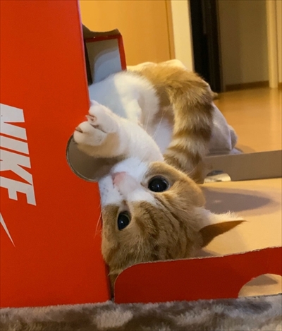 茶太郎きなこの短足日記