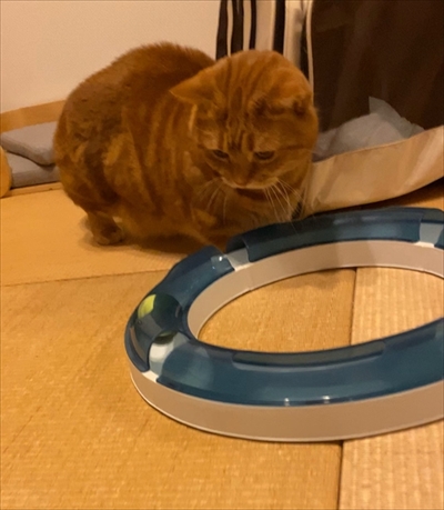 茶太郎きなこの短足日記