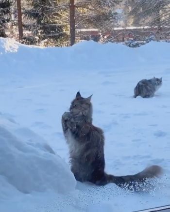 雪ペロペロにゃんこ
