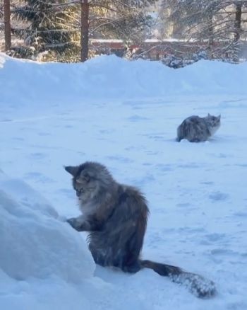 雪ペロペロにゃんこ
