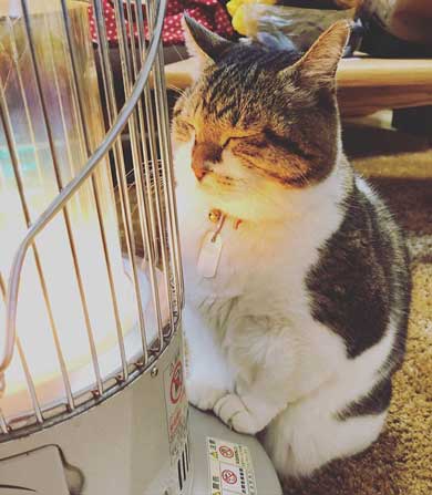 猫 ストーブ 暖まる 冬 ぶさお 2020 元捨て猫