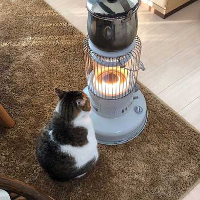 猫 ストーブ 暖まる 冬 ぶさお 2020 元捨て猫