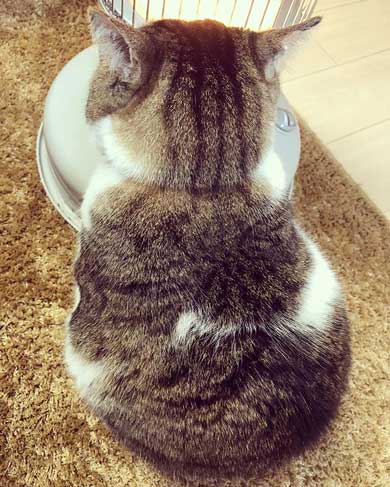 猫 ストーブ 暖まる 冬 ぶさお 2020 元捨て猫