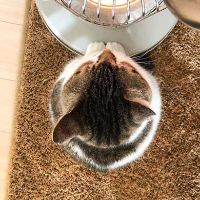 猫 ストーブ 暖まる 冬 ぶさお 2020 元捨て猫