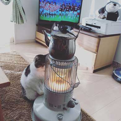 猫 ストーブ 暖まる 冬 ぶさお 2020 元捨て猫