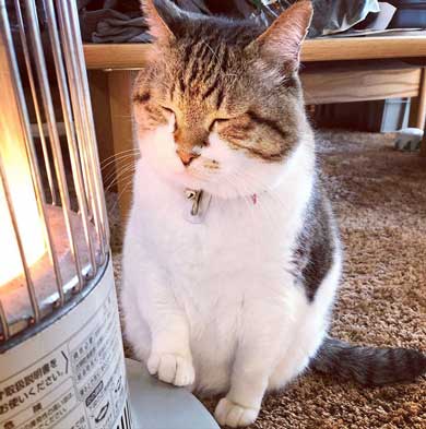 猫 ストーブ 暖まる 冬 ぶさお 2020 元捨て猫