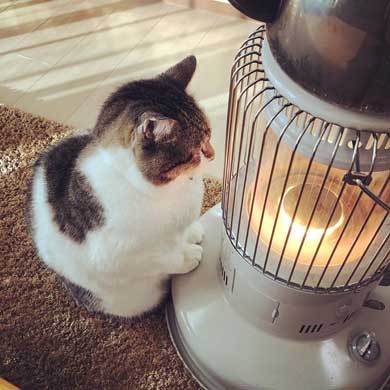 猫 ストーブ 暖まる 冬 ぶさお 2020 元捨て猫