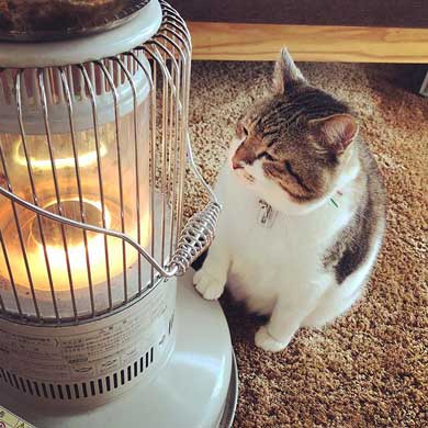 猫 ストーブ 暖まる 冬 ぶさお 2020 元捨て猫