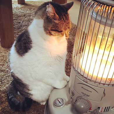 猫 ストーブ 暖まる 冬 ぶさお 2020 元捨て猫