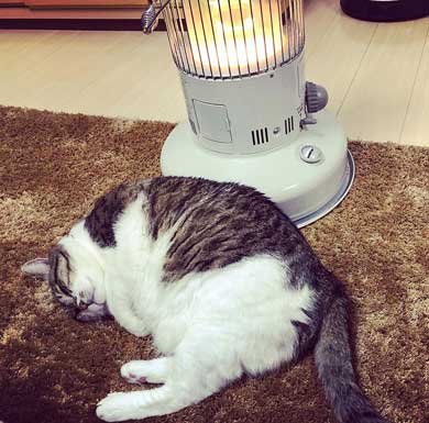 猫 ストーブ 暖まる 冬 ぶさお 2020 元捨て猫