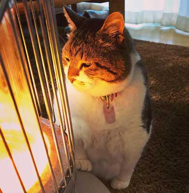 猫 ストーブ 暖まる 冬 ぶさお 2020 元捨て猫
