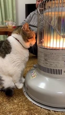 猫 ストーブ 暖まる 冬 ぶさお 2020 元捨て猫