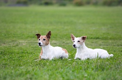 ペット手帳 猫 遊ぶ