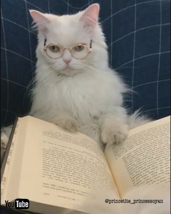 インテリネコちゃん