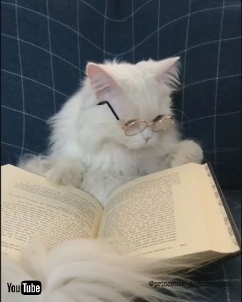 インテリネコちゃん