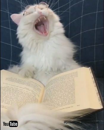 インテリネコちゃん