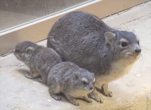 キボシイワハイラックスの赤ちゃん