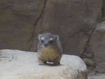 キボシイワハイラックスの赤ちゃん