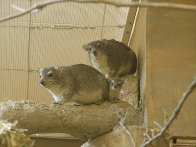 キボシイワハイラックスの赤ちゃん