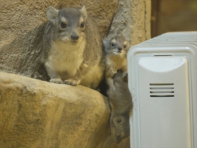 キボシイワハイラックスの赤ちゃん