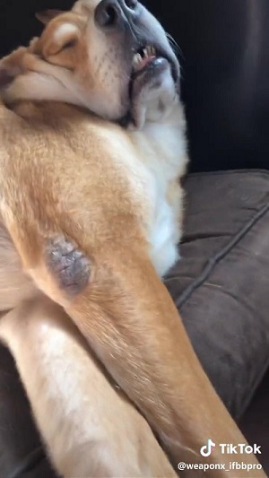 飼い主さんと同じ寝顔のワンちゃん