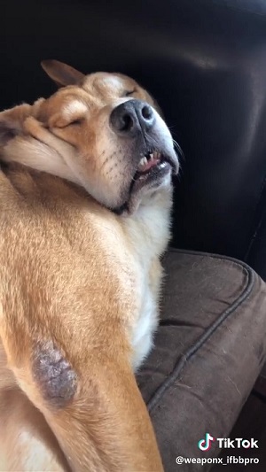 飼い主さんと同じ寝顔のワンちゃん