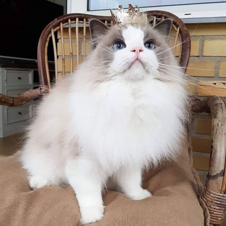 プリンセスにゃんこ