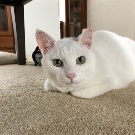 迷子ペットのポスターを見かけたら