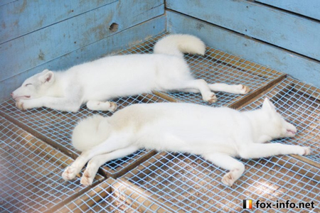ごろ寝する白キツネ2匹